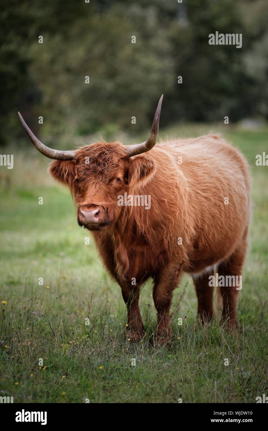 Debout sur l'herbe des bovins Highland Banque D'Images