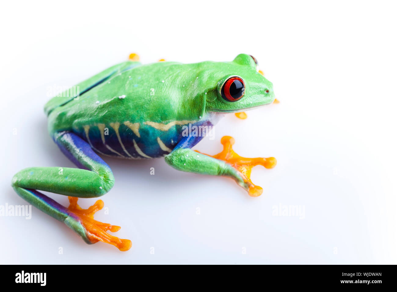 Crazy frog Banque D'Images