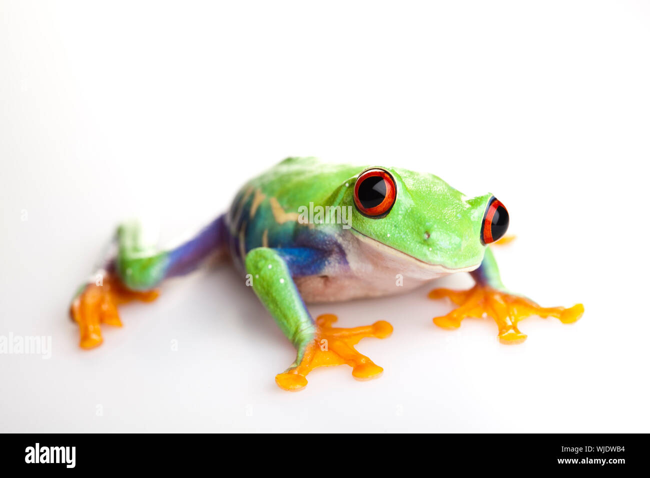 Crazy frog Banque D'Images