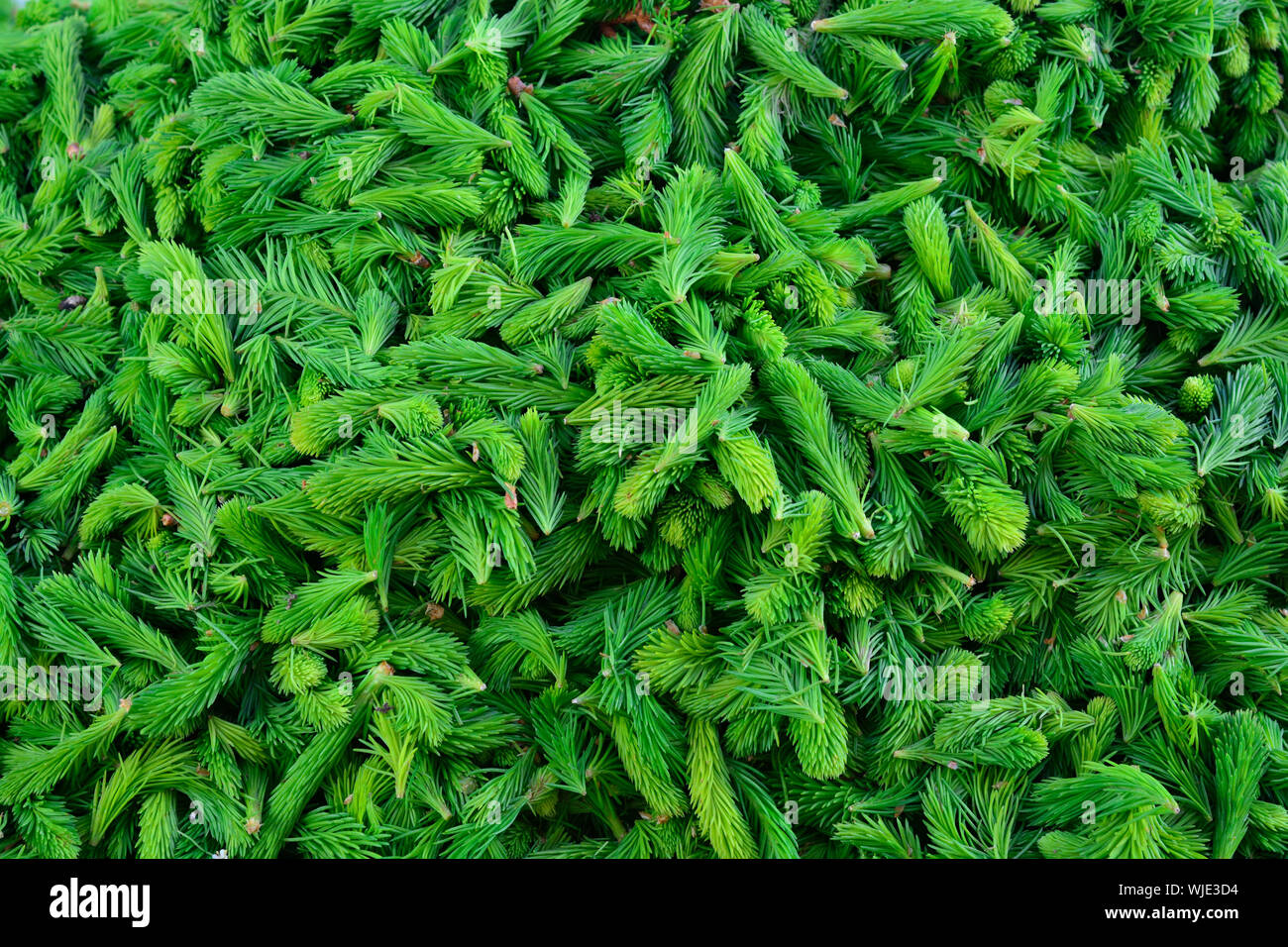 Les aiguilles de pin pour faire du thé, au marché. Sibiu, Transylvanie. Roumanie Banque D'Images