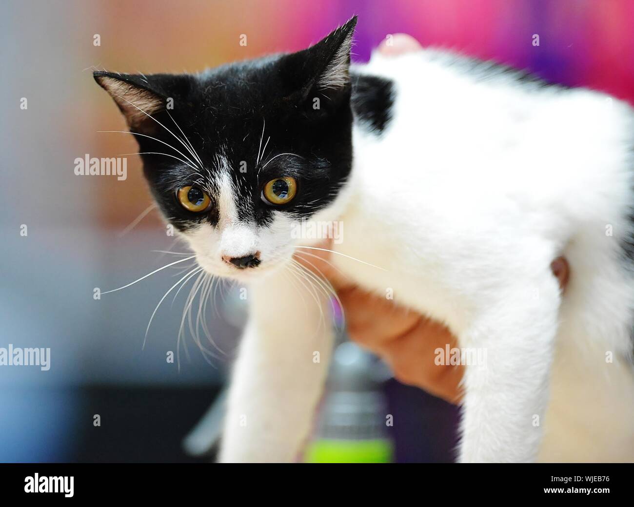 Black White Cat Holding Up Banque De Photographies Et D Images A Haute Resolution Alamy Black White Cat Holding Up Banque De Photographies Et D Images A Haute Resolution Alamy
