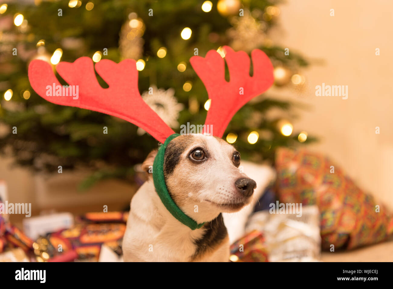 Jack Russell Terrier de 11 ans. À la veille de Noël mignon chien est assis avec un déguisée sur le bois de la tête, devant un arbre de Noël Banque D'Images