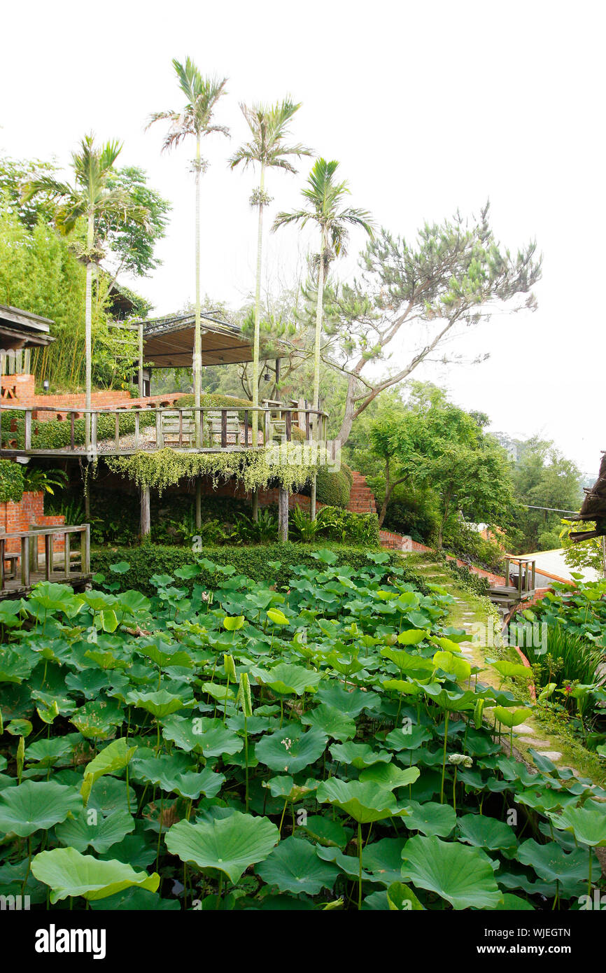 Lotus champs près de cocotiers Banque D'Images