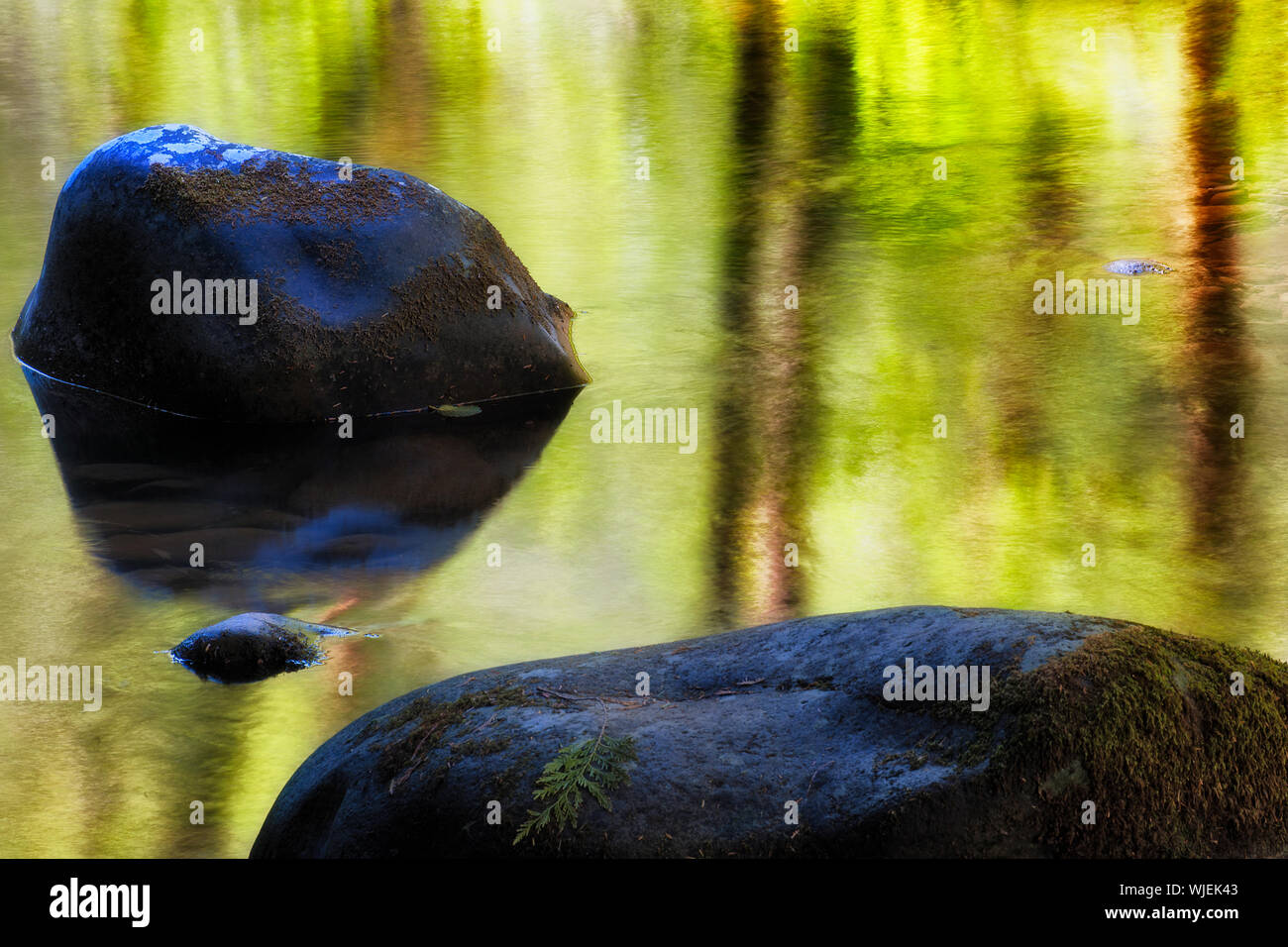 Près de l'eau reflétant un tue les arbres à proximité le long de la rivière Salmon à Mt. Hood National Forest. Banque D'Images