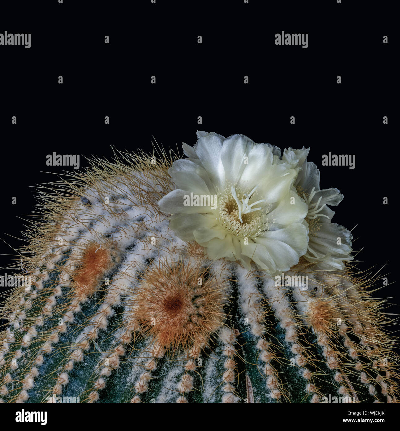 La floraison cactus boule citron avec les décalages, macro sur fond noir Banque D'Images