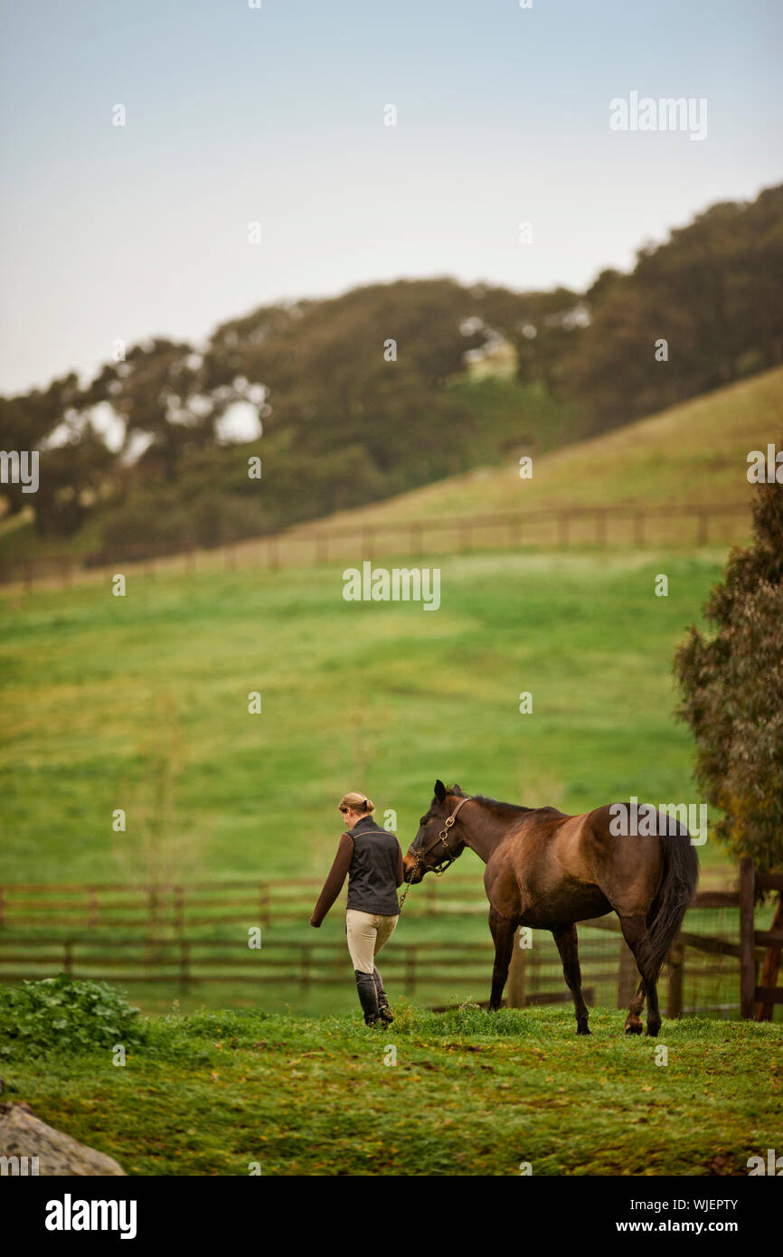 Mid adult woman menant son cheval dans l'herbe des pâturages. Banque D'Images