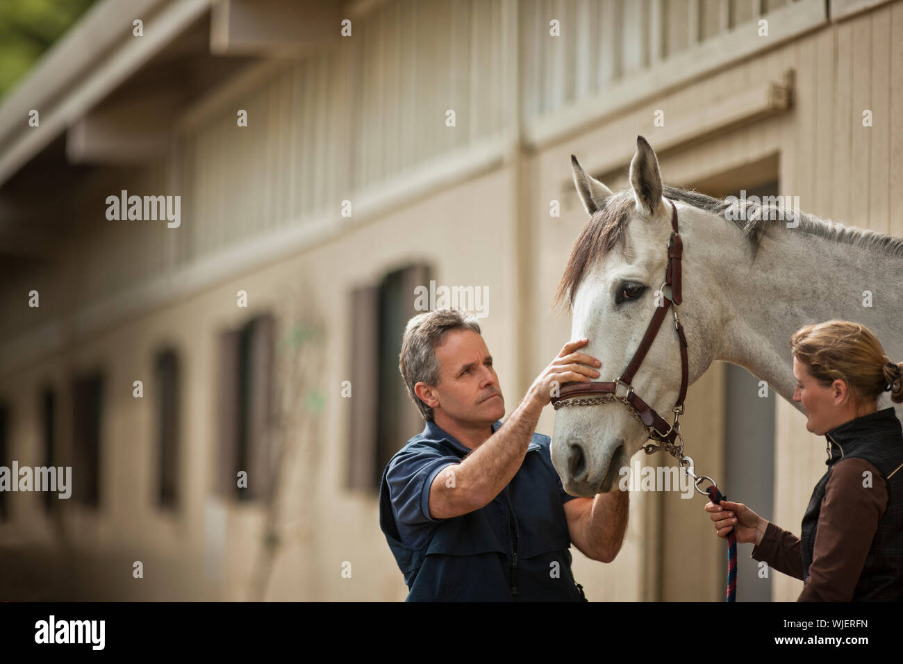 Deux manutentionnaires cheval contrôle et les préparatifs de leur cheval. Banque D'Images