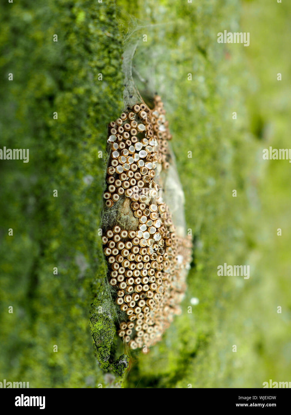 Oeufs d'insectes sur le Banque de photographies et d’images à haute — free download