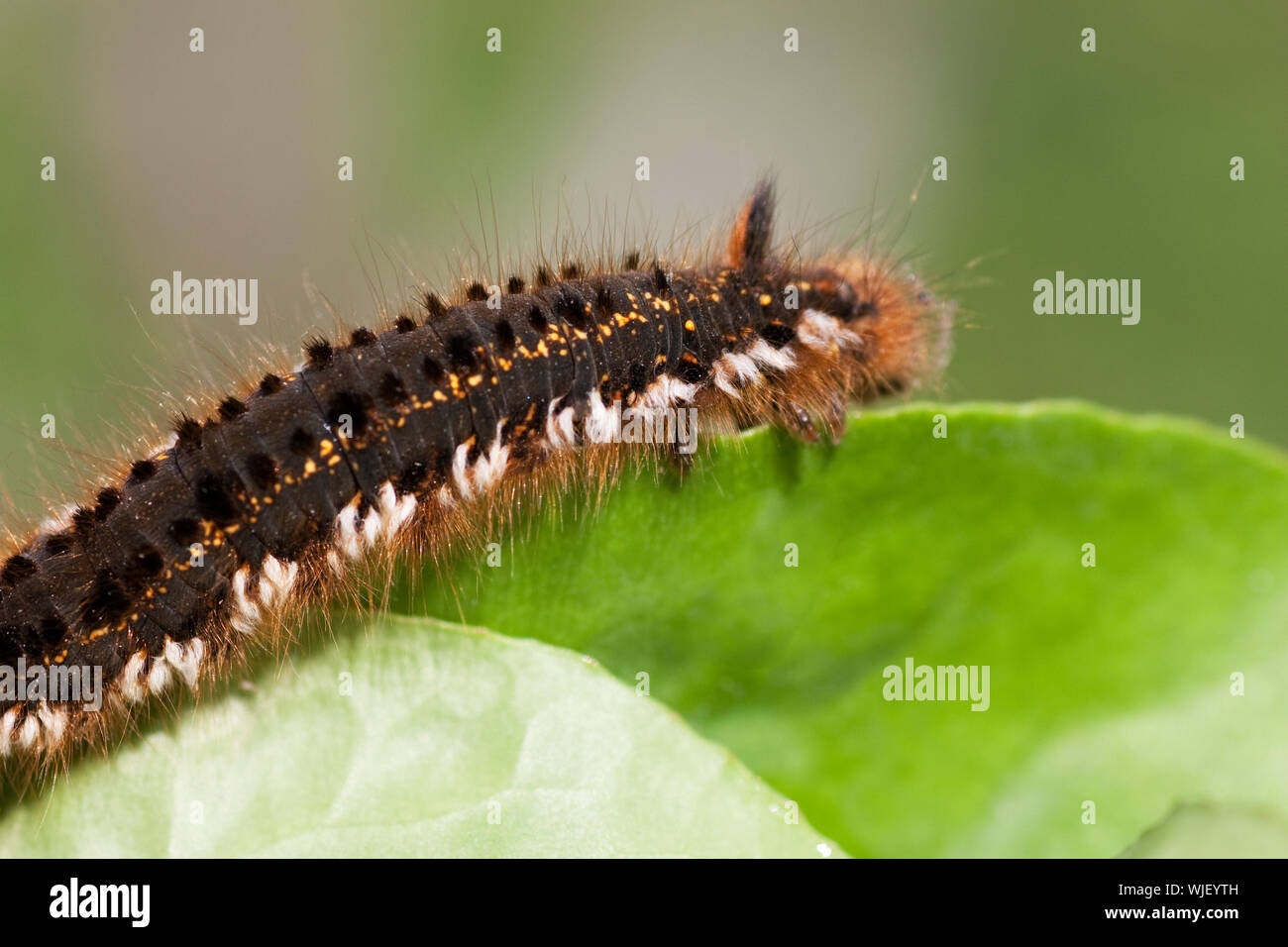 Macro-vision de Caterpillar velues sur une feuille Banque D'Images