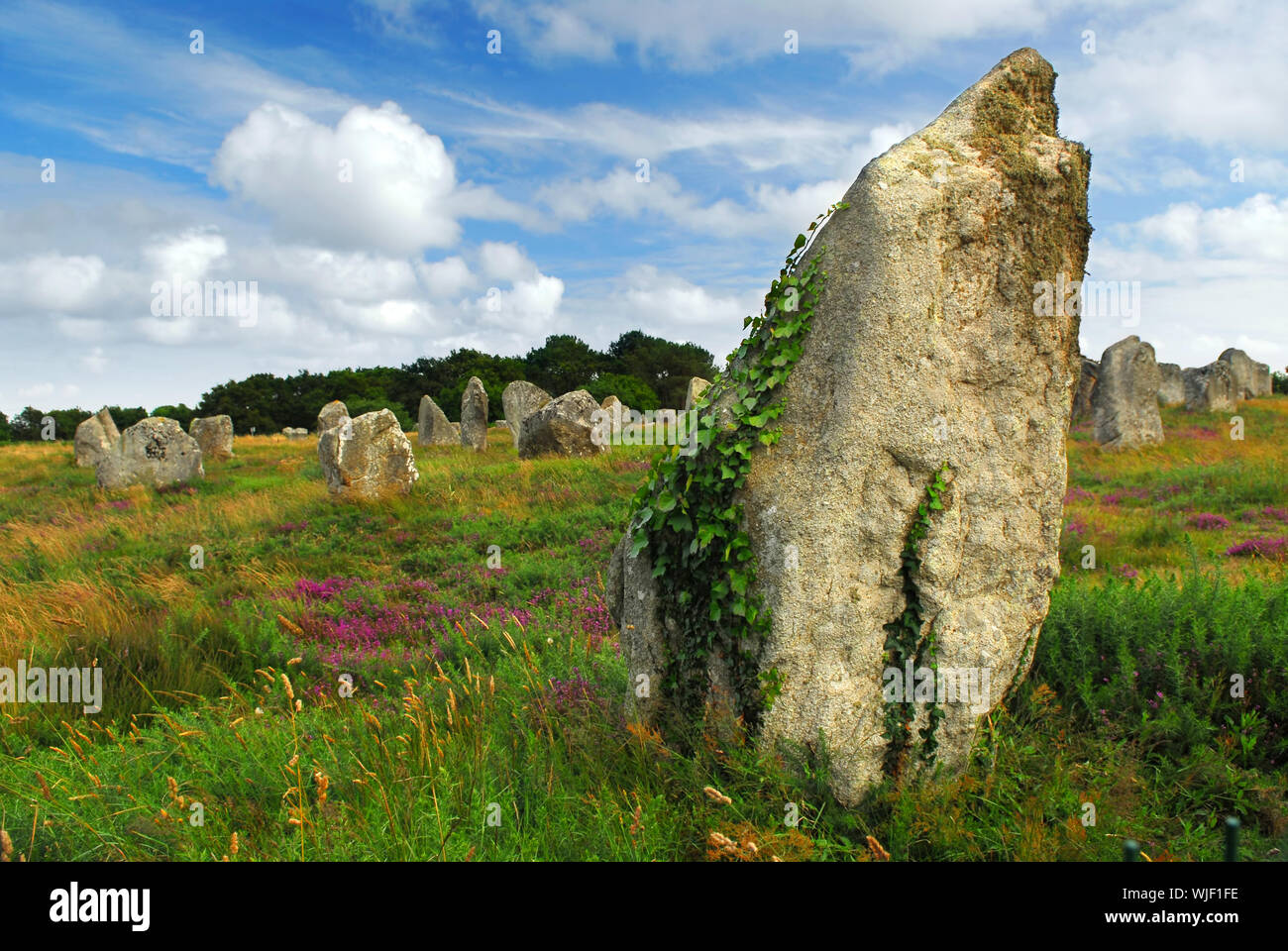 Vigne verte sur monuments mégalithiques préhistoriques menhirs à Carnac, en Bretagne, France Banque D'Images