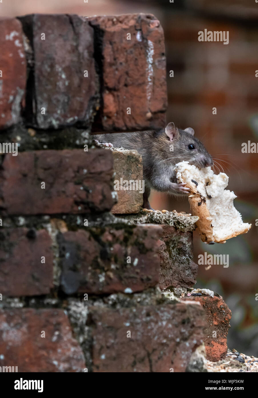 Un rat dans le jardin d'aider lui-même à certains aliments pour oiseaux. Banque D'Images