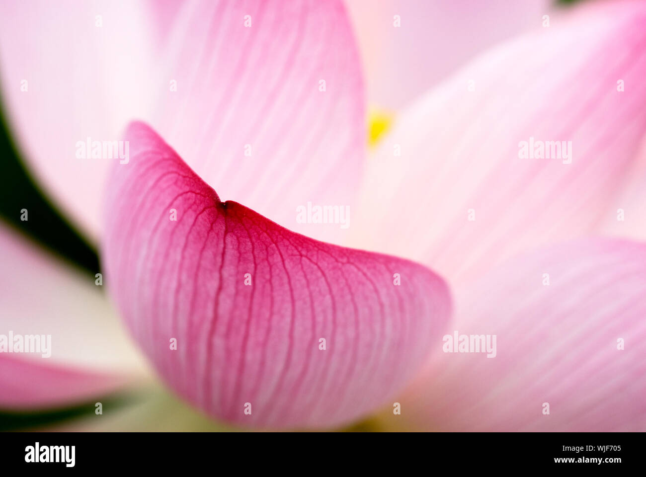C'est la belle fleur de lotus photo. Banque D'Images