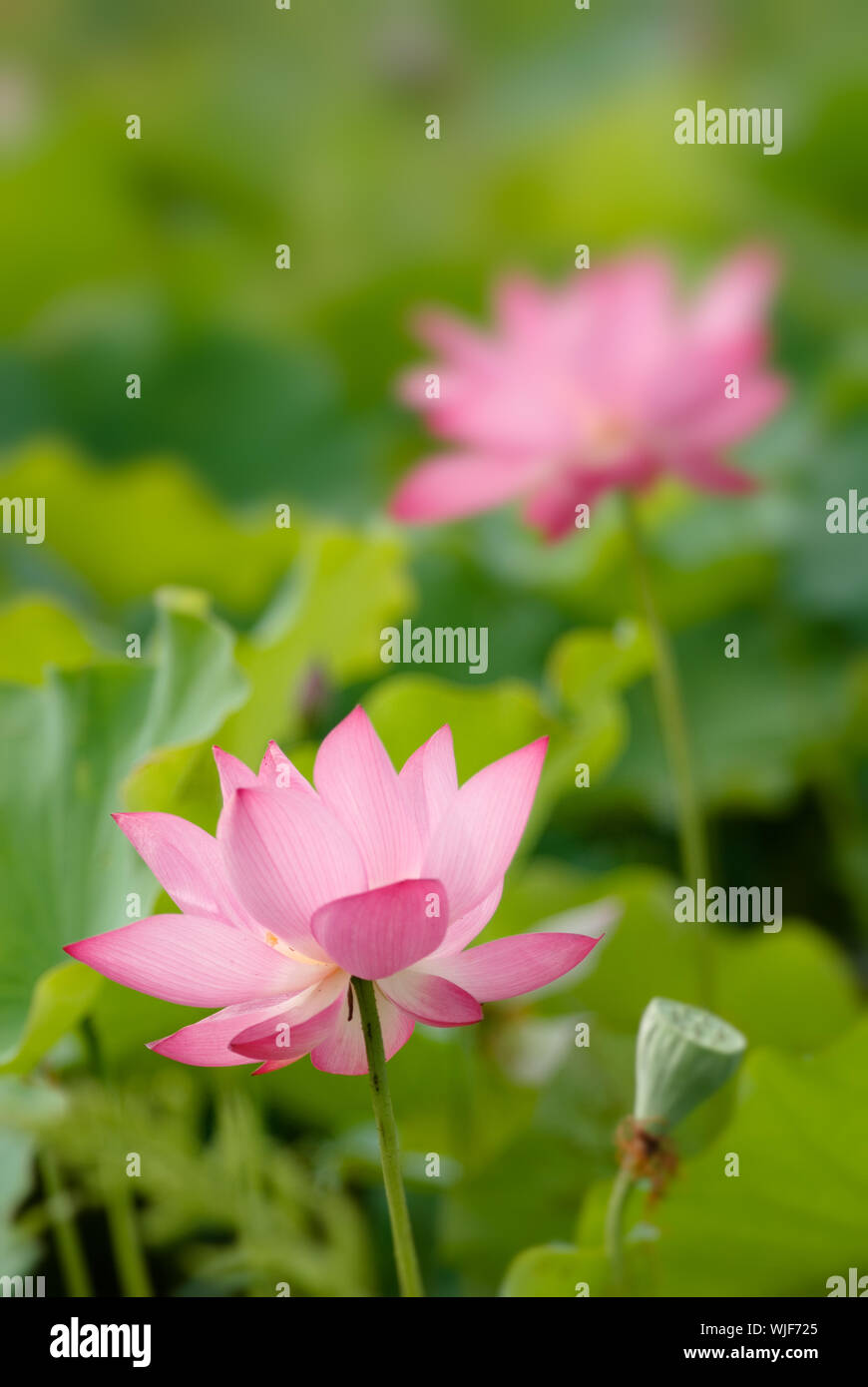 C'est la belle fleur de lotus photo. Banque D'Images