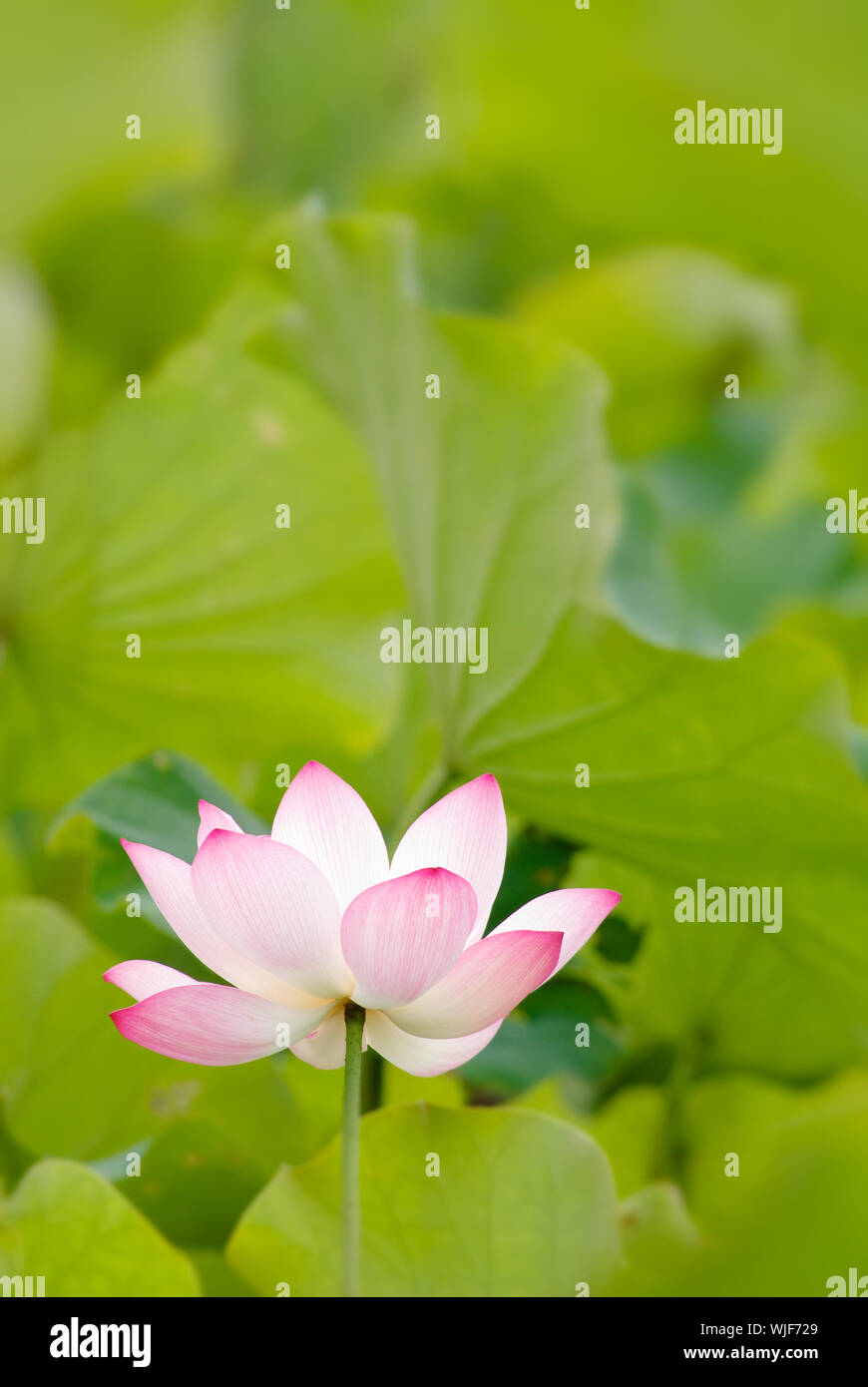 C'est la belle fleur de lotus photo. Banque D'Images