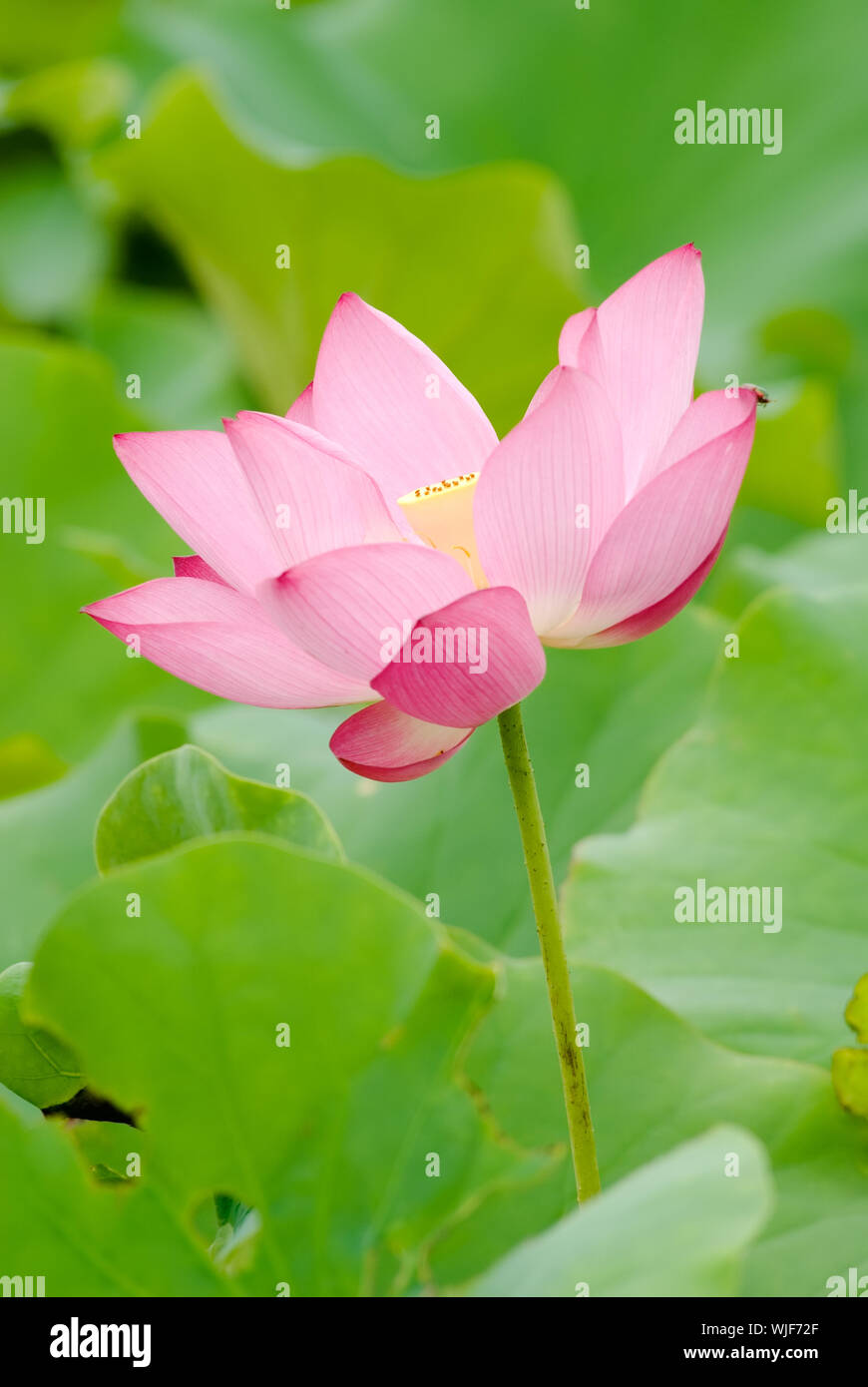 C'est la belle fleur de lotus photo. Banque D'Images