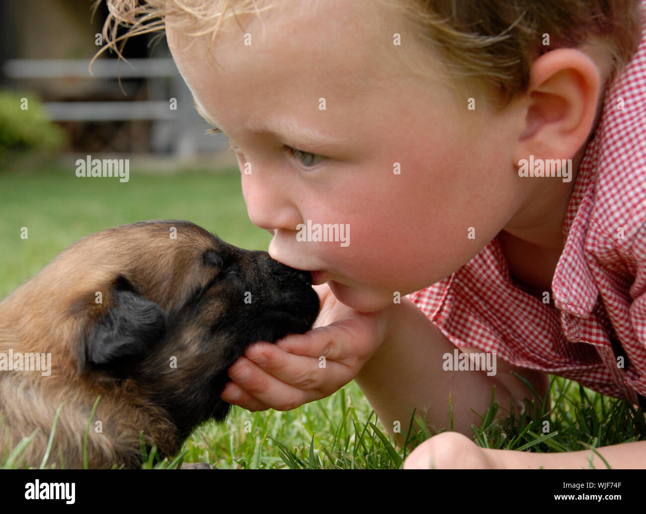 Petit garçon embrassant son très jeune chiot berger belge malinois pure  race Photo Stock - Alamy