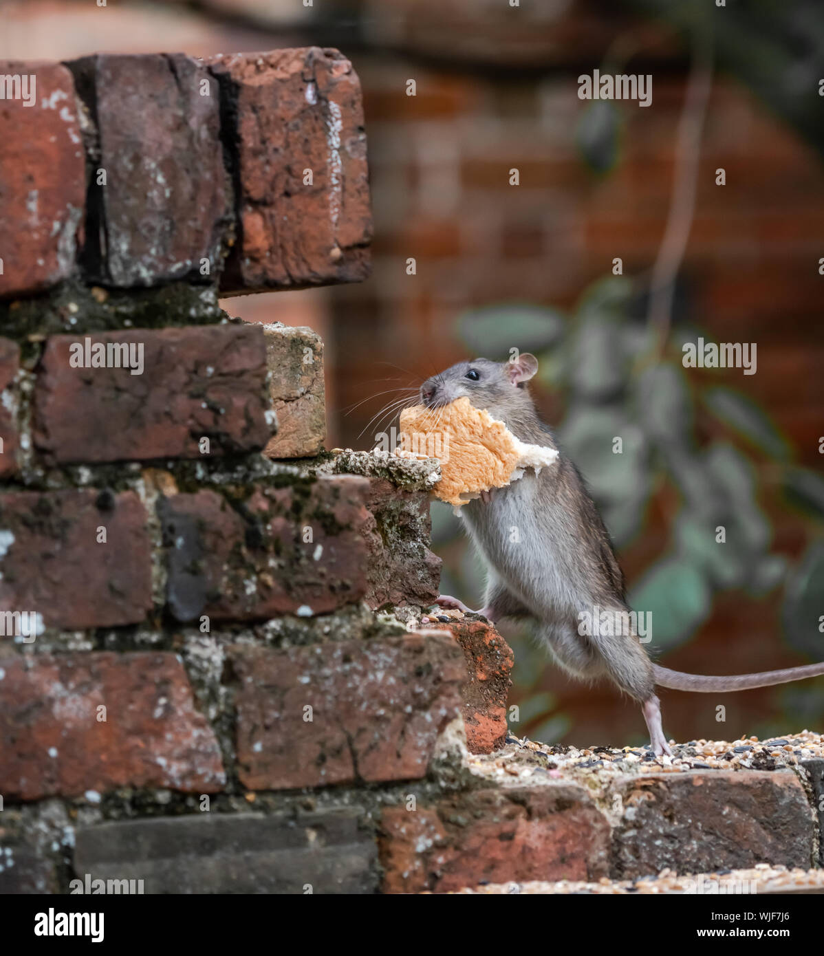 Un rat dans le jardin d'aider lui-même à certains aliments pour oiseaux. Banque D'Images