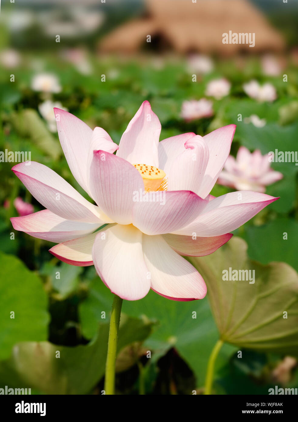 C'est la belle fleur de lotus photo. Banque D'Images