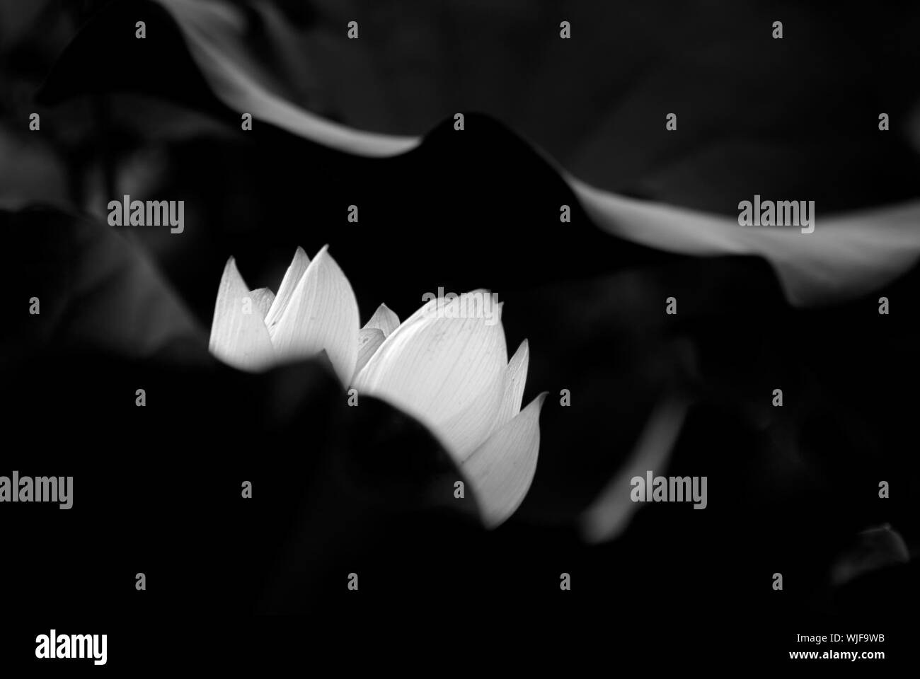 Il est abstrait de lotus en noir et blanc. Banque D'Images