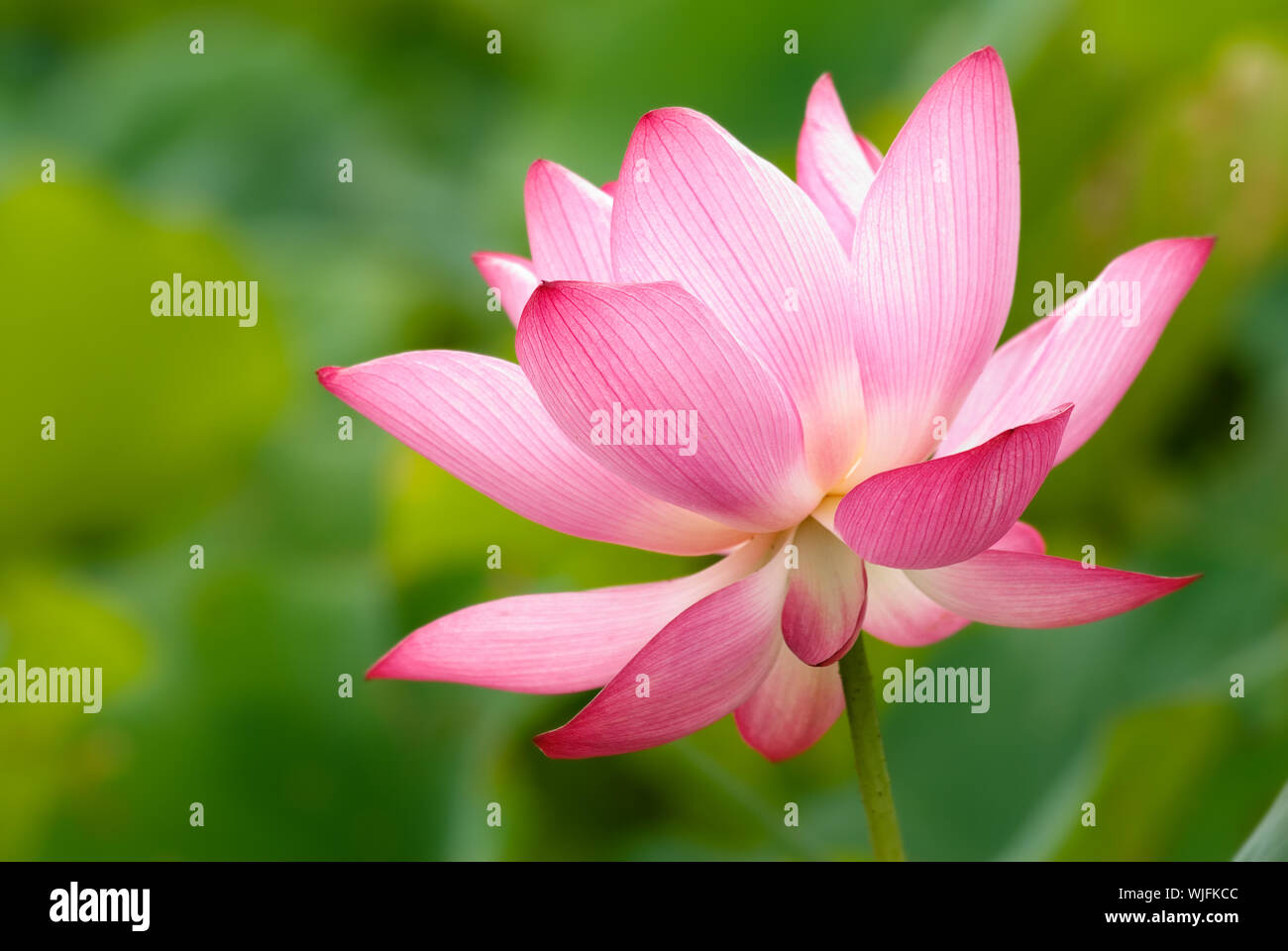 C'est la belle fleur de lotus photo. Banque D'Images