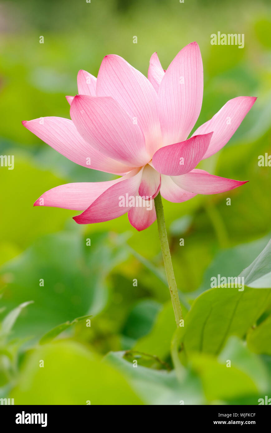 C'est la belle fleur de lotus photo. Banque D'Images