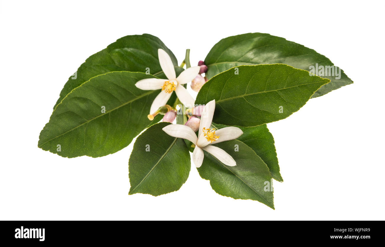 Orange Blossom succursale avec bourgeons et feuilles isolées sur fond blanc Banque D'Images