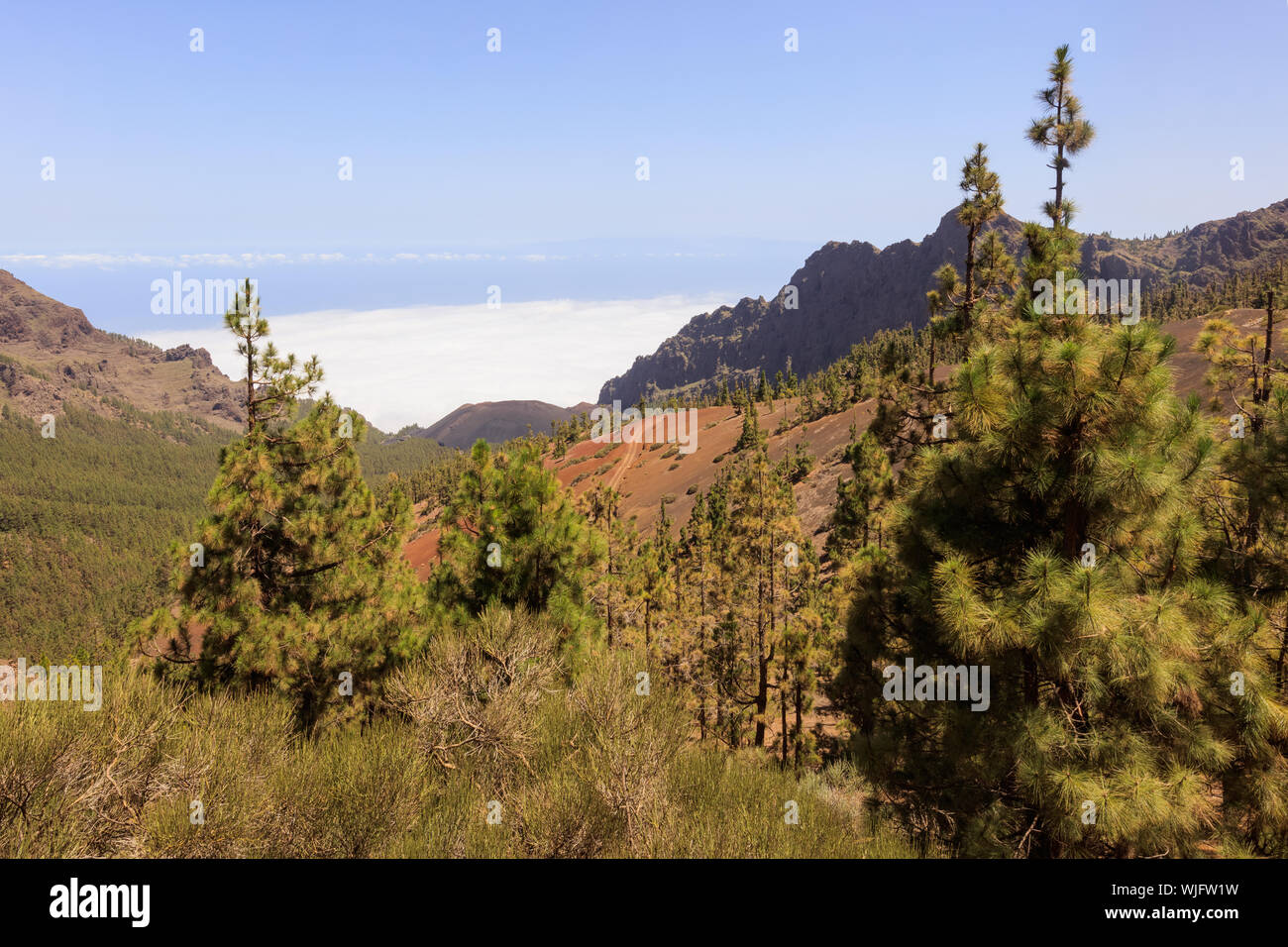 Île des pins dans le Parc National du Teide, Tenerife Banque D'Images