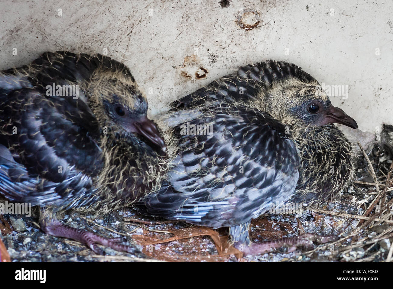 Pigeons Ramiers Juveniles Banque D Image Et Photos Alamy