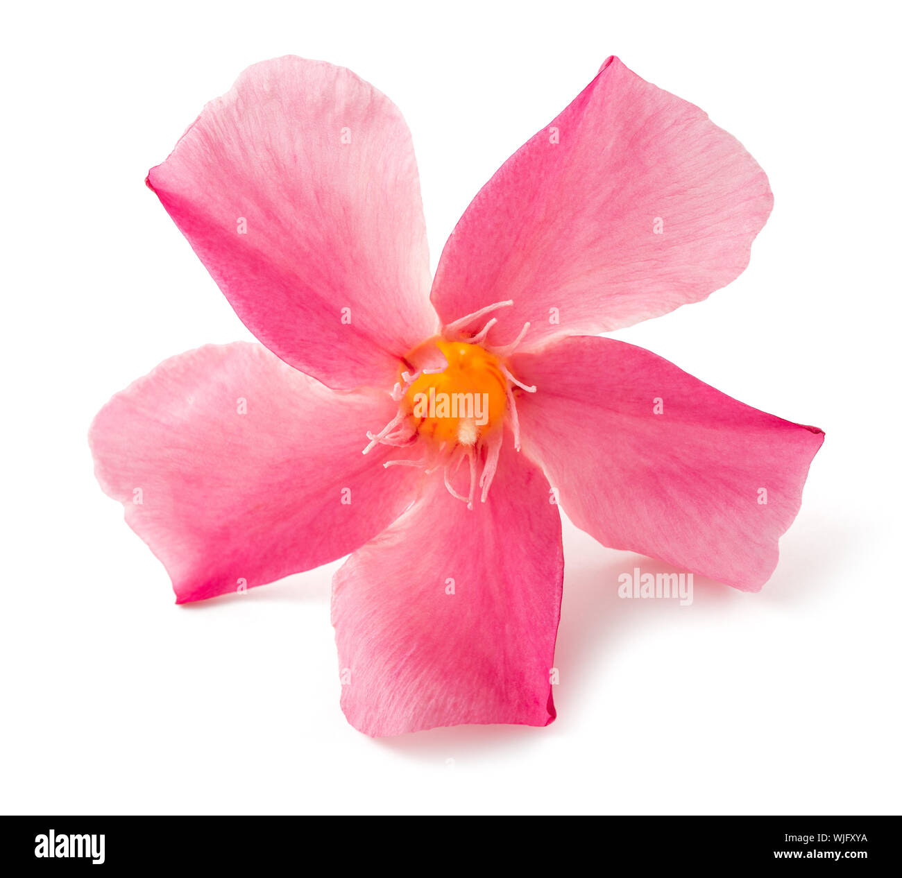 Oleander fleur isolé sur fond blanc Banque D'Images Oleander fleur isolé sur fond blanc Banque D'Images