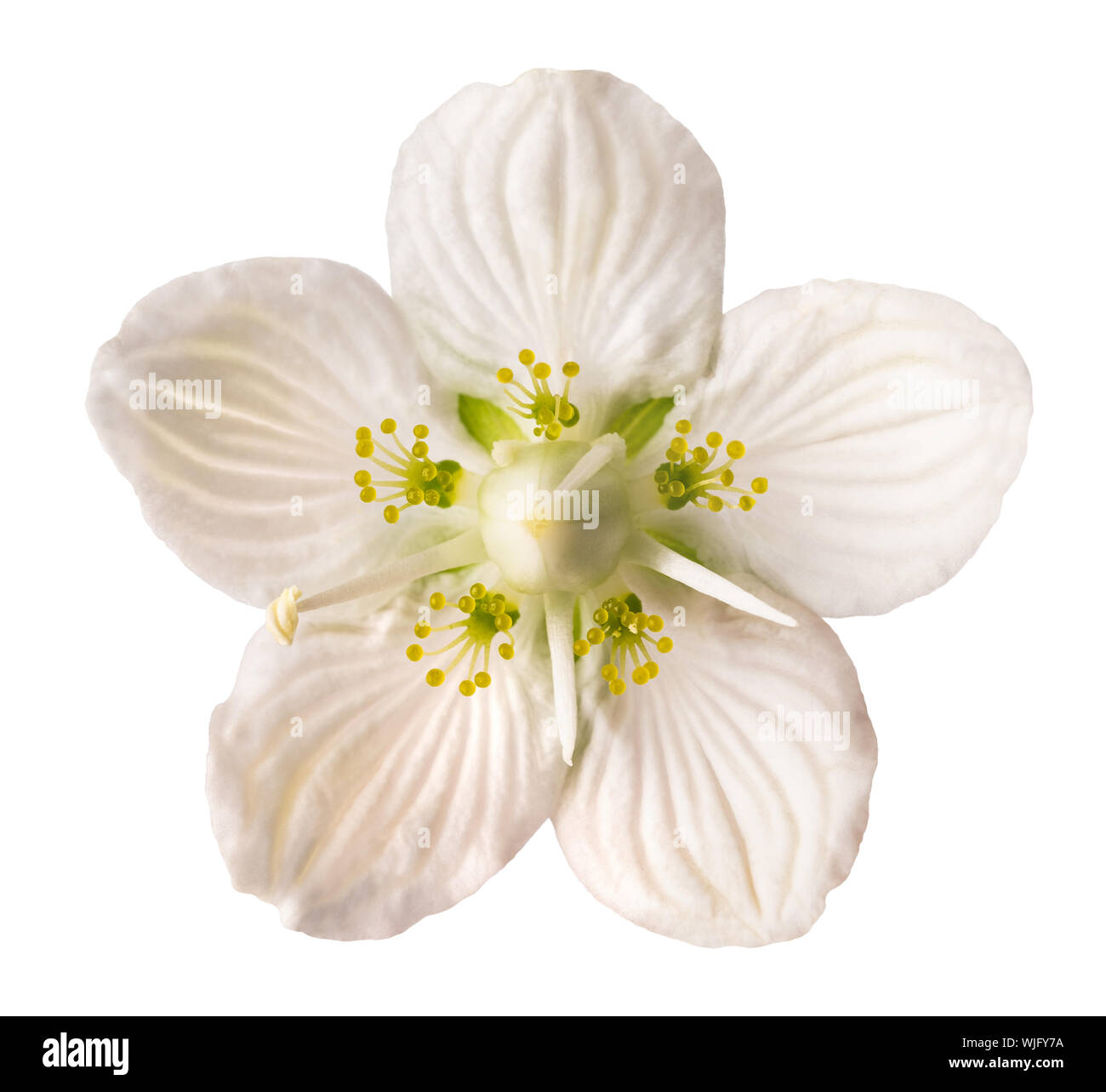 Parnassia palustris flower isolated on white background Banque D'Images