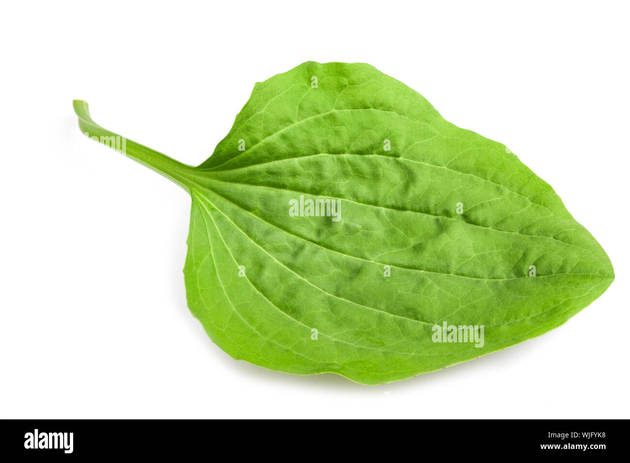 Plus de feuilles de plantain isolé sur fond blanc Banque D'Images