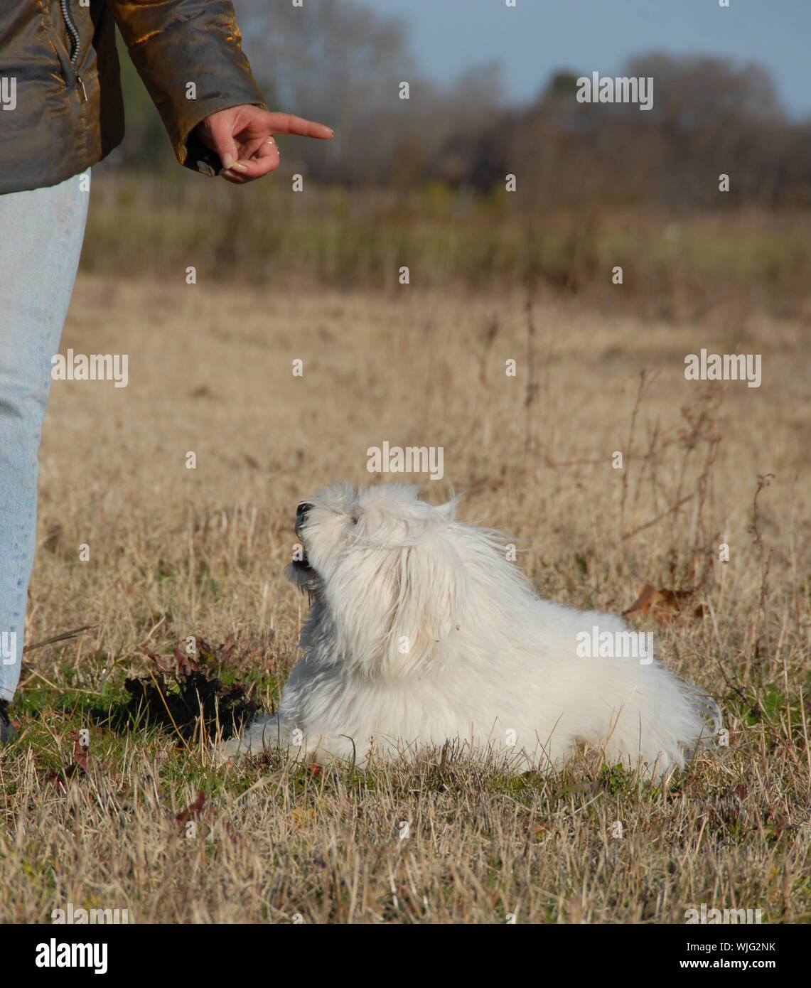 Petit chien obéissant et son propriétaire dans un champ Banque D'Images