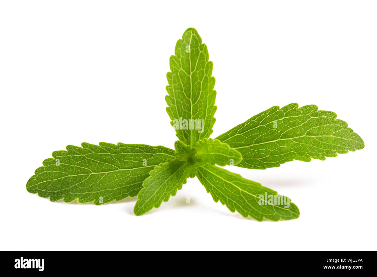 Le Stevia rebaudiana isolé sur fond blanc Banque D'Images