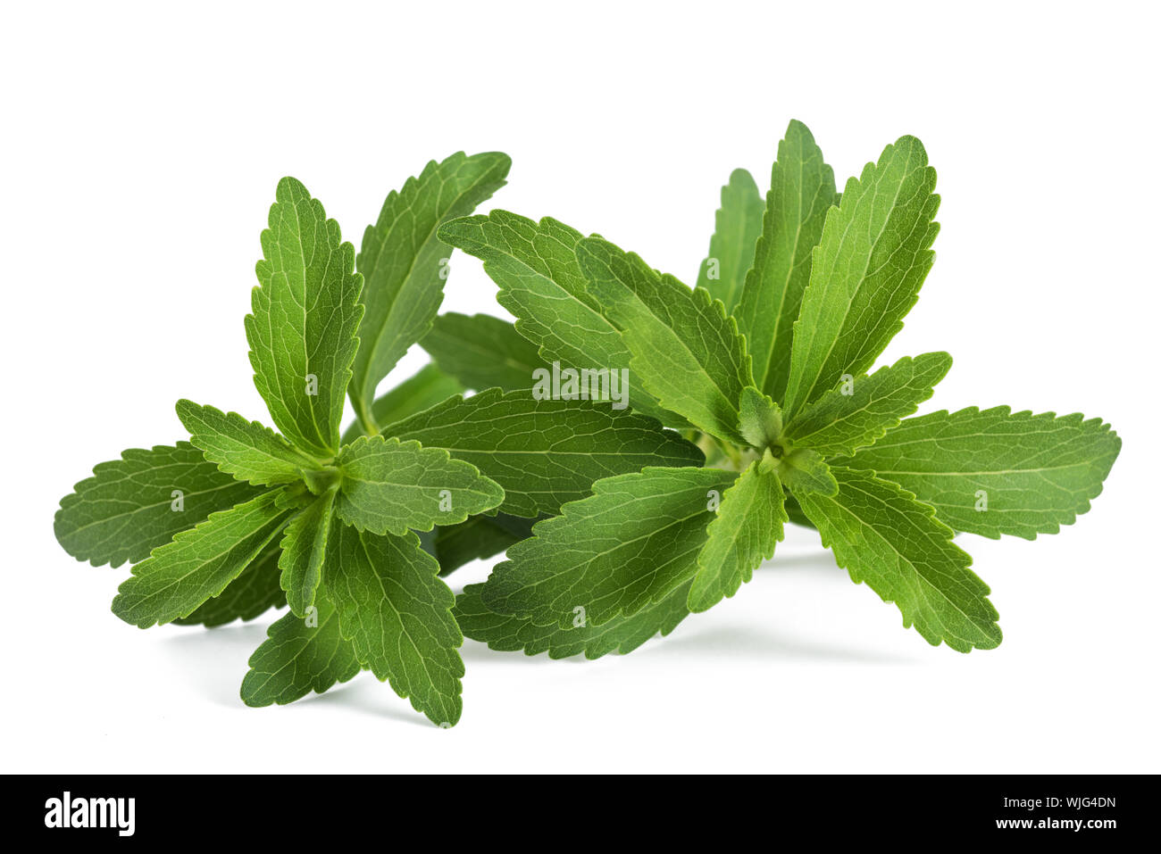 Le Stevia rebaudiana isolé sur fond blanc Banque D'Images