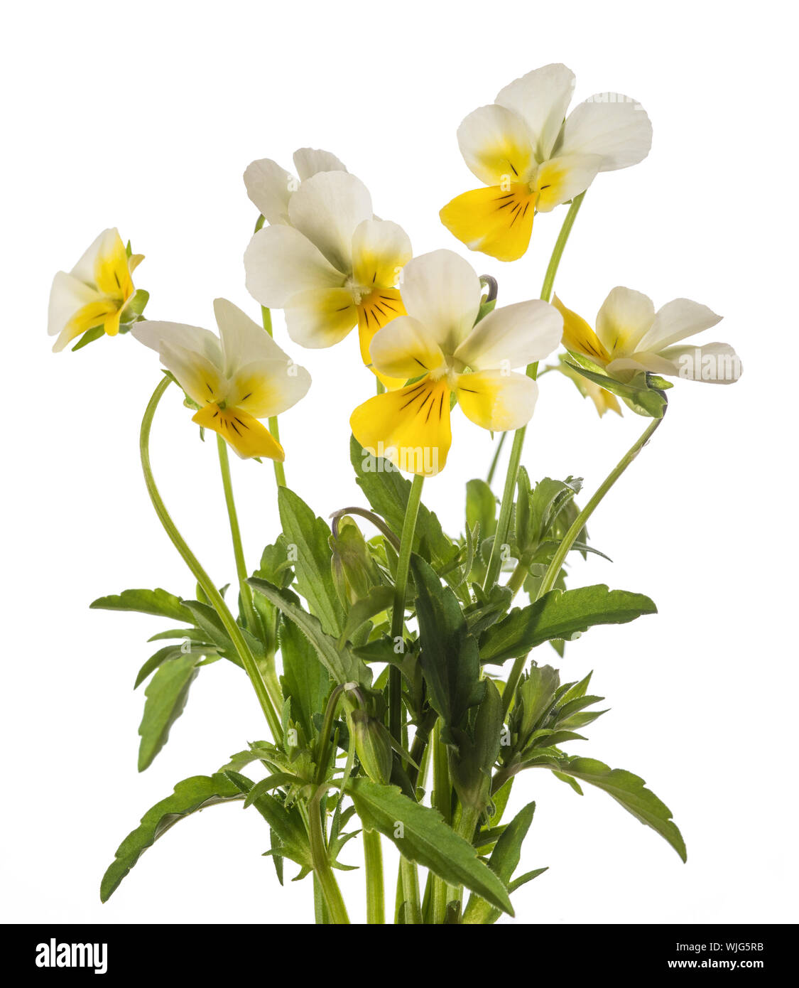 Fleur bouquet isolé sur fond blanc Banque D'Images