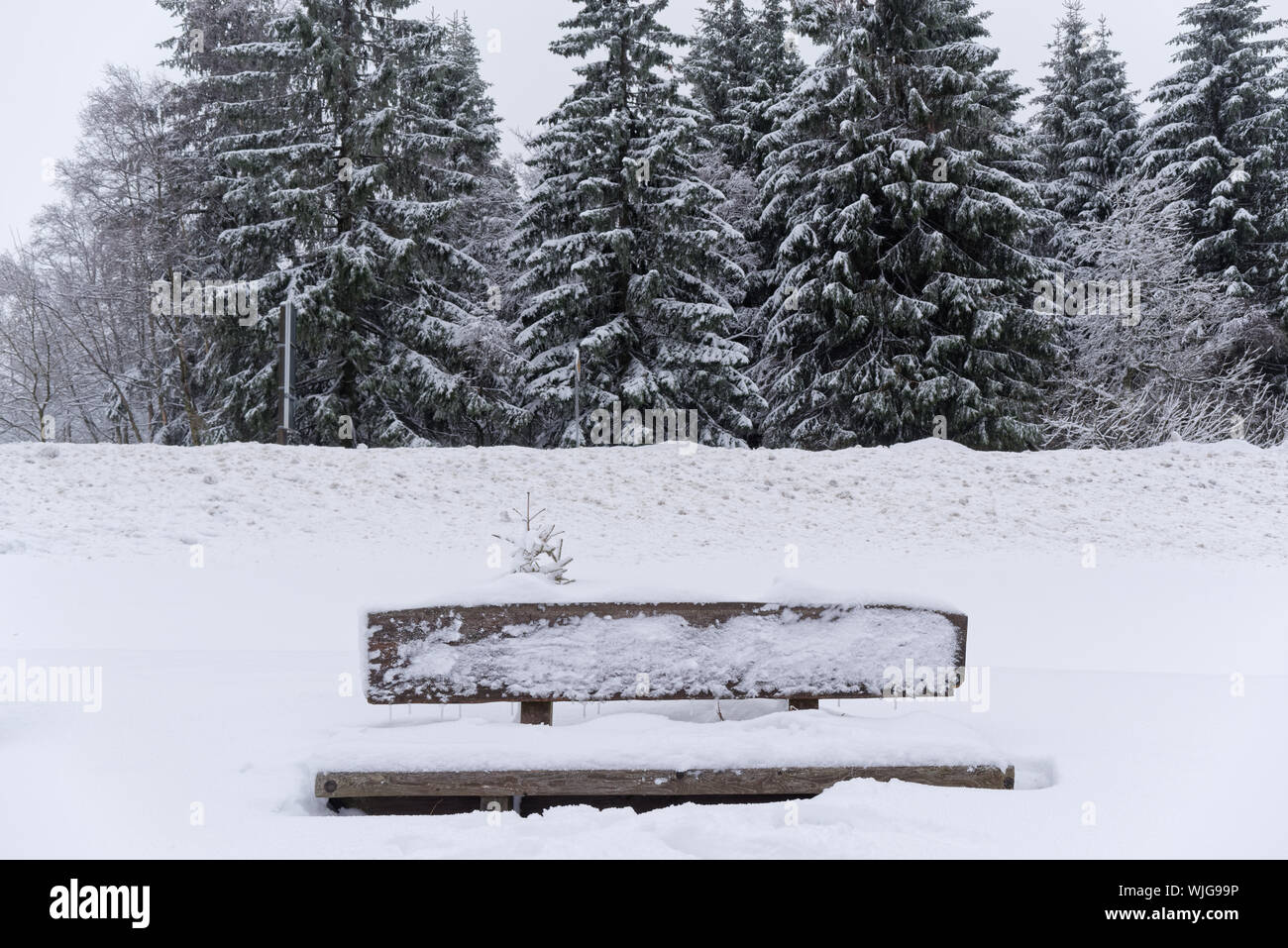 Banc en bois recouvert de neige contre la forêt. Torfhaus dans le parc national des montagnes du Harz, Allemagne Banque D'Images