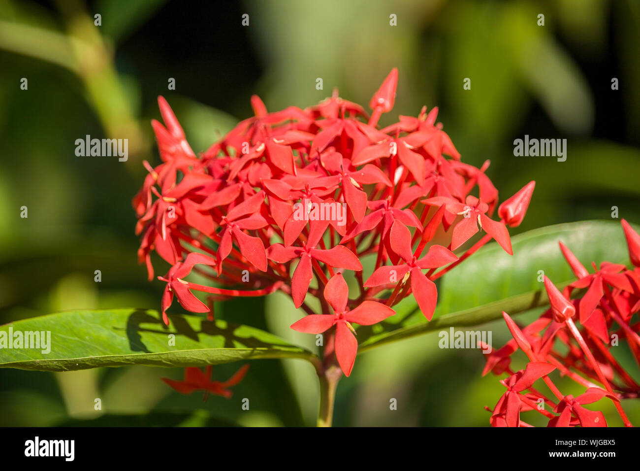 Ixora rouge fleur en prairie Banque D'Images