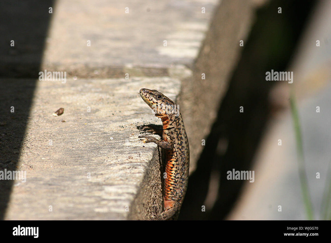 Wall Lizard (Podarcis Muralis) était assis sur Wall en Espagne Banque D'Images