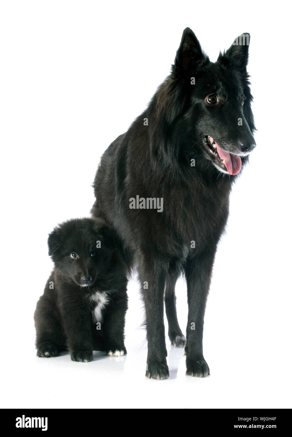 Chien De Berger Belge Banque D Image Et Photos Alamy