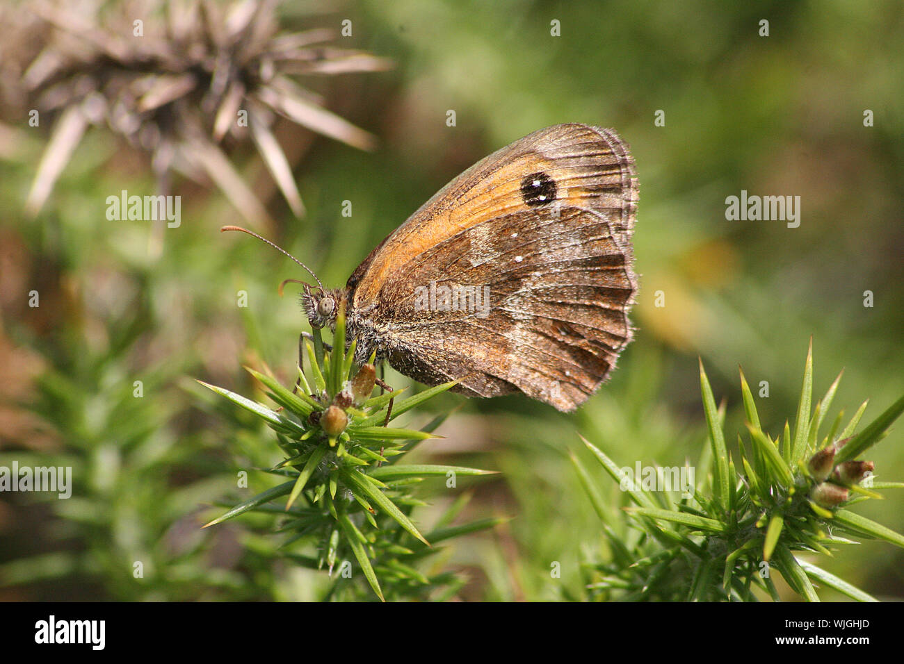 Pyronia tithonus (gatekeeper) était assis sur l'ajonc (Ulex) sur Heath Banque D'Images