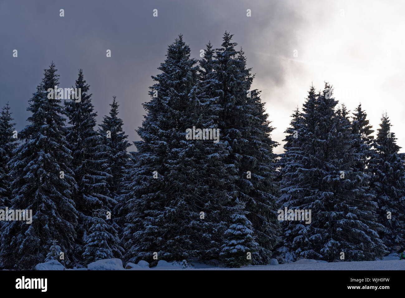 Groupe de pins dans une forêt d'hiver contre ciel dramatique. Torfhaus resort dans le parc national des montagnes du Harz, Allemagne Banque D'Images