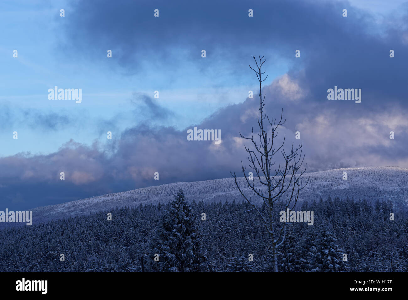 Scène d'hiver d'une forêt de pins contre blue cloudy sky au coucher du soleil. Torfhaus resort dans le parc national des montagnes du Harz, Allemagne Banque D'Images