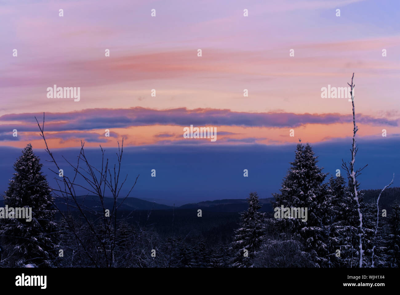 Beau coucher du soleil dans une forêt de pins. Parc national des montagnes du Harz, Allemagne Banque D'Images