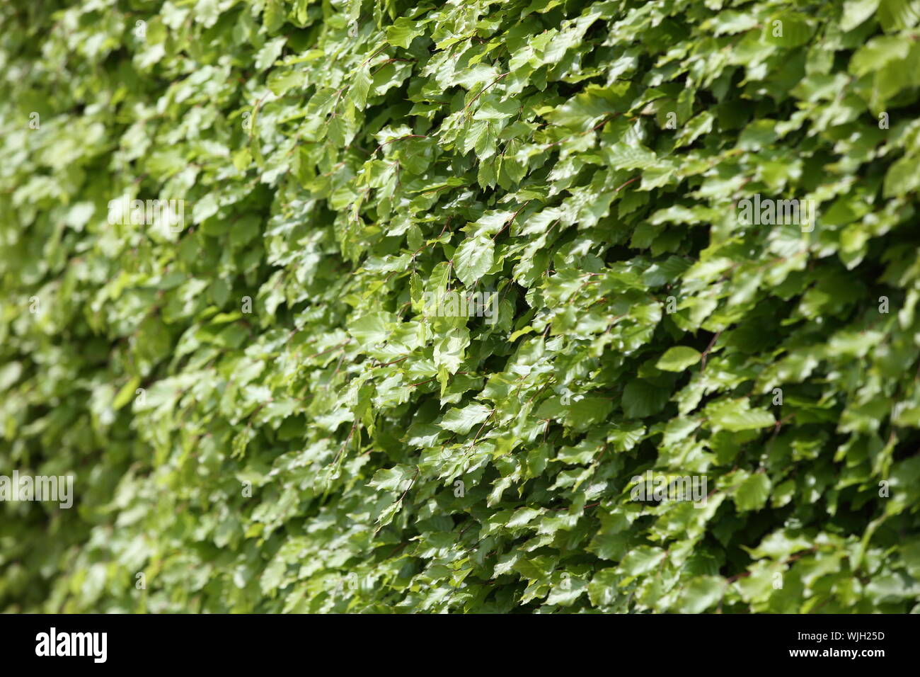 Couverture de châssis hêtre remplissage photographie - fagus sylvatica Banque D'Images