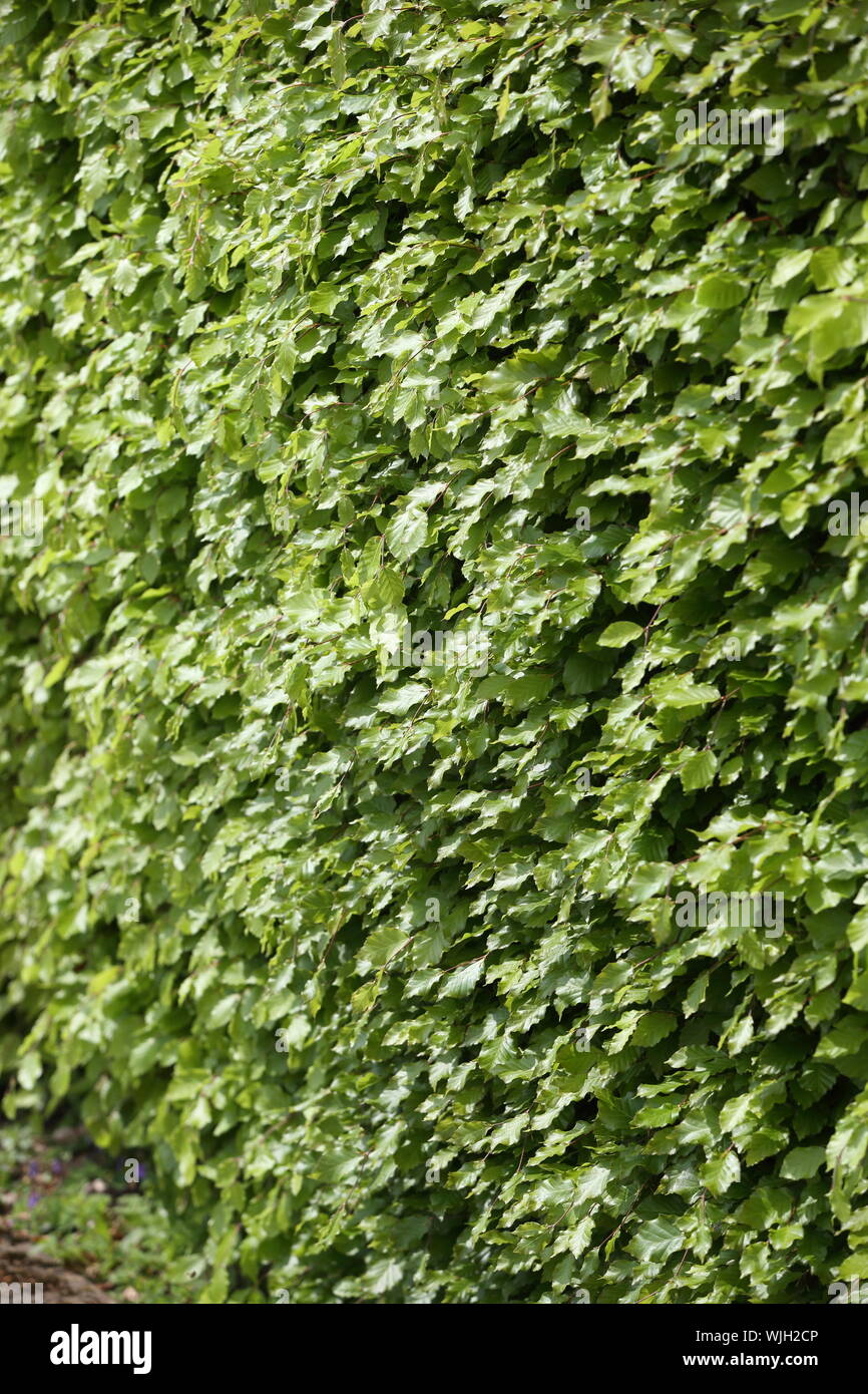 Couverture de châssis hêtre remplissage photographie - fagus sylvatica Banque D'Images