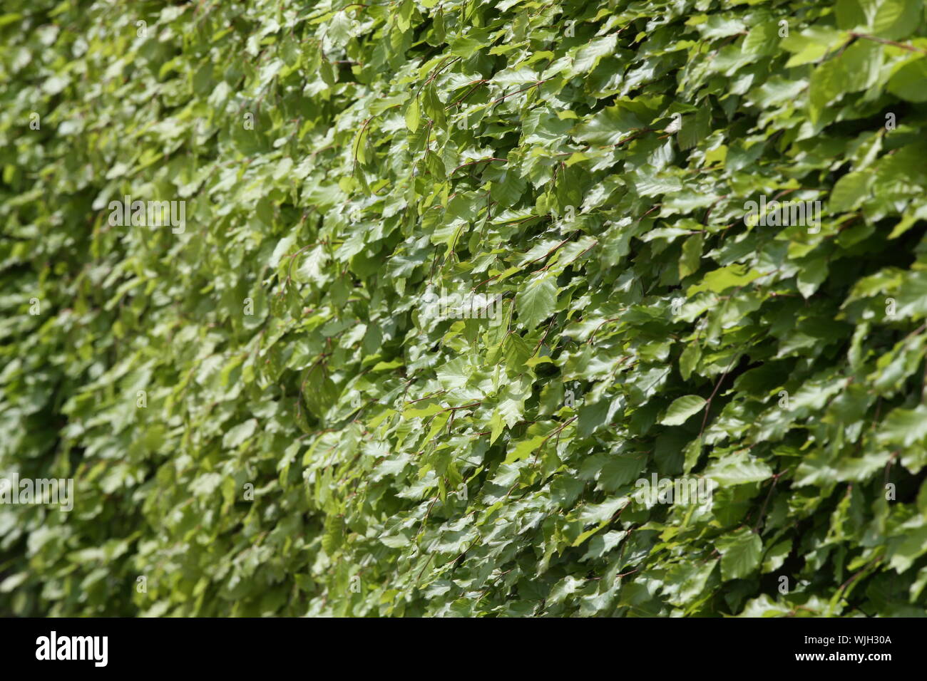 Couverture de châssis hêtre remplissage photographie - fagus sylvatica Banque D'Images