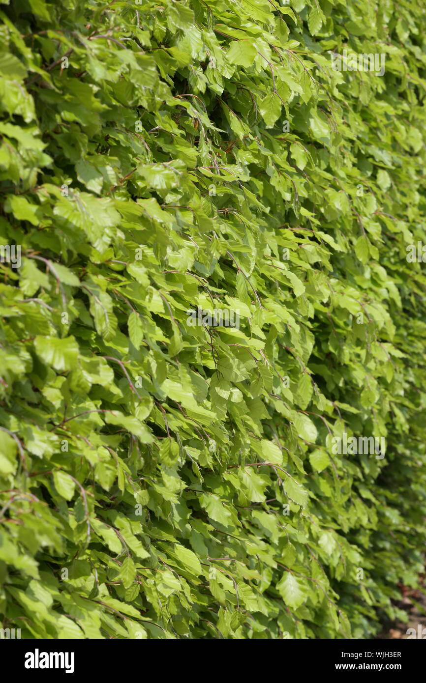 Couverture de châssis hêtre remplissage photographie - fagus sylvatica Banque D'Images