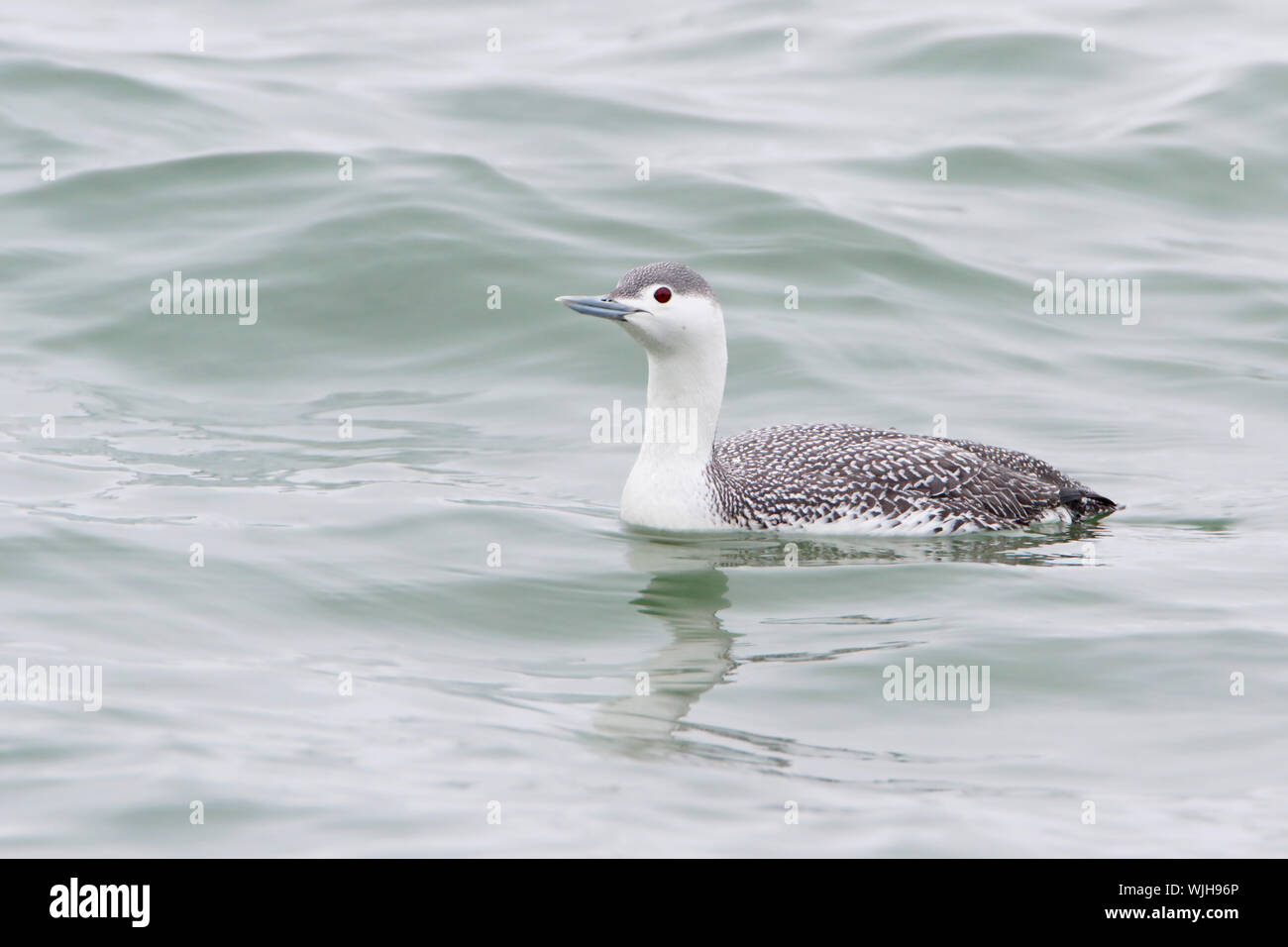 Plongeon catmarin (Gavia stellata) Nager à Barnegat Jetty, New Jersey Banque D'Images