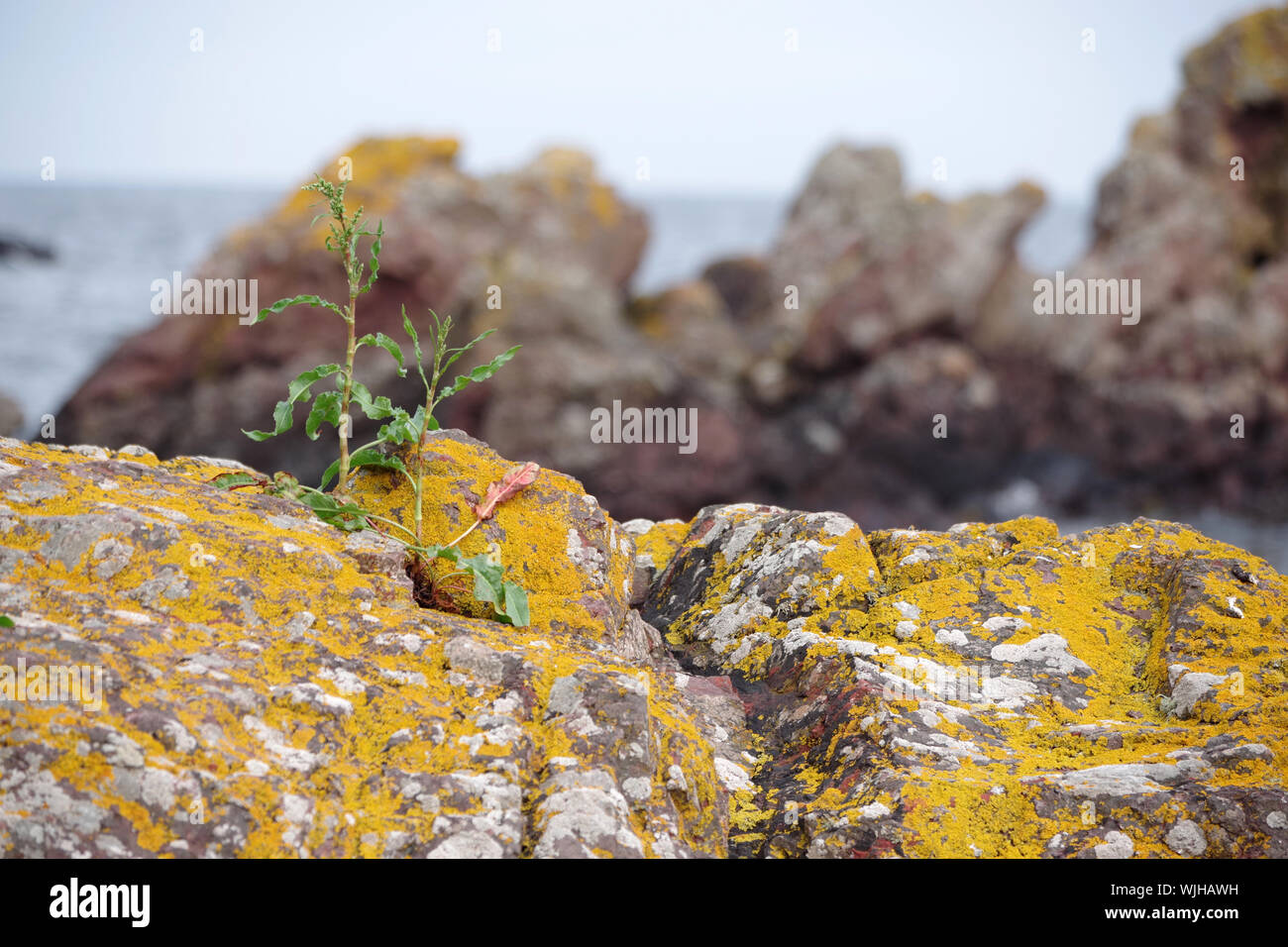 Rochers à la fin de la plage à Coldingham bay. Coldingham Bay est une baie de la côte de la mer du Nord, un peu plus de trois kilomètres au nord d'Eyemouth Banque D'Images