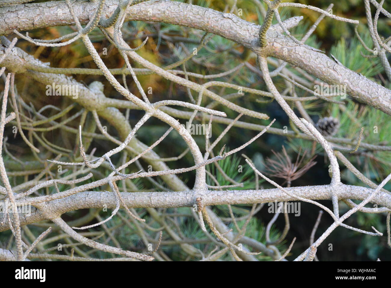 Close-up of Plant sec au cours de l'automne Banque D'Images
